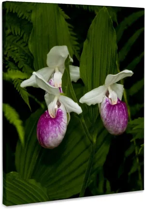 3dRose, USA, Minnesota, Lake Itasca, ladys slipper flower - US24 PHA0168 - Peter Hawkins, Museum Grade Canvas Wrap 11x14
