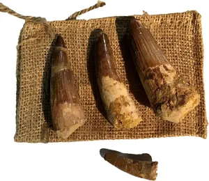 DINOSAURS ROCK Gigantic Genuine Spinosaurus Dinosaur Tooth 4  Inches