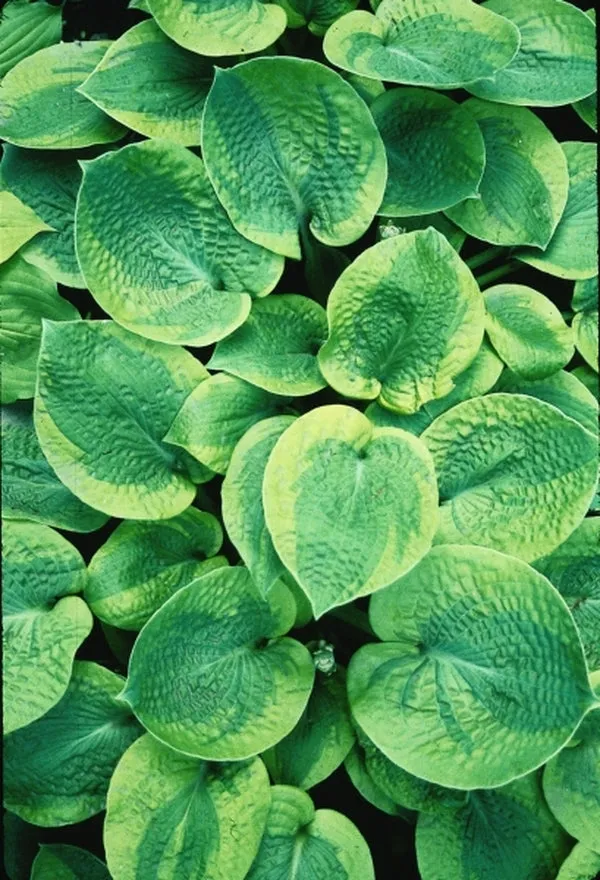 Hosta Millies Memoirs