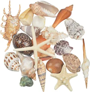Jangostor 21 PCS Large Sea Shells Mixed Ocean Seashells, Various Sizes Natural Seashells Starfish Conch for Beach Theme Party, Home Decorations, DIY Crafts, Vase Filler Fish Tank Decorations