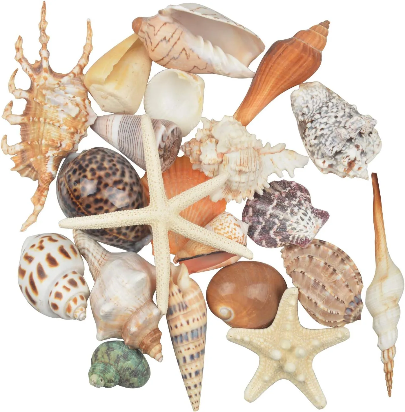 Jangostor 21 PCS Large Sea Shells Mixed Ocean Seashells, Various Sizes Natural Seashells Starfish Conch for Beach Theme Party, Home Decorations, DIY Crafts, Vase Filler Fish Tank Decorations