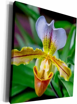 Museum Grade Canvas Wrap - Venus Slipper Orchid Flower