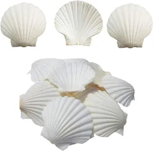 Scallop Shells White Natural Seashell 16 PCS for DIY Craft Mermaid Beach Wedding Home Decoration(3-3.5inch)
