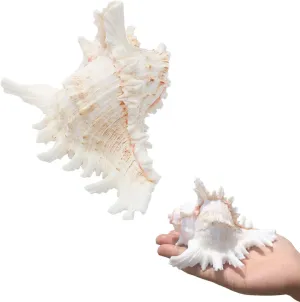 SINKOO 2PCS Conch Shell Large Natural Seashells 4-5.3 Inch Perfect for Fish Tank Wedding Decor Beach Theme Party, Home Decorations,DIY Crafts