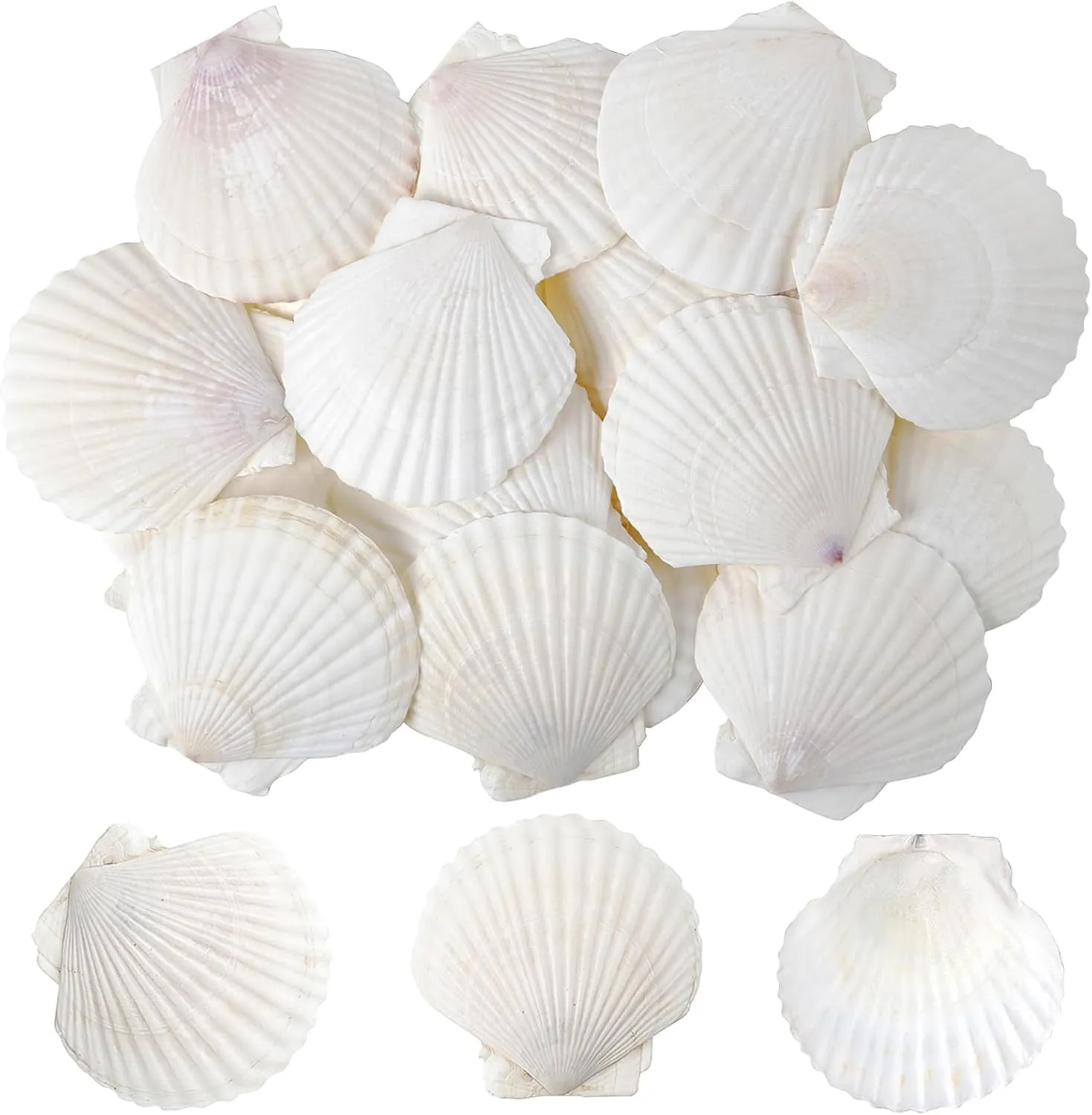 sinkoo Scallop Shells White Natural Seashell 25 PCS for DIY Craft Mermaid Beach Wedding Home Decoration(2"-3")