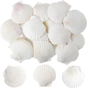 sinkoo Scallop Shells White Natural Seashell 25 PCS for DIY Craft Mermaid Beach Wedding Home Decoration(2"-3")