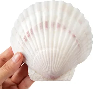 sinkoo Scallop Shells White Natural Seashell 8 PCS for DIY Craft Mermaid Beach Wedding Home Decoration(4-5inch)